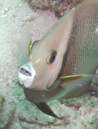 Mr. DeMille, I am ready for my close up. DC 500 in natura... by Alison Hargadine 