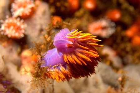 Spanish Shawl Nudibranch - La Bufadora, MX. Canon 350D, 6... by Dallas Poore 
