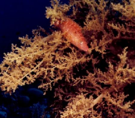 Hawkfish hiding in coral. Gulf of Acaba Red Sea, Jordan. ... by Marylin Batt 