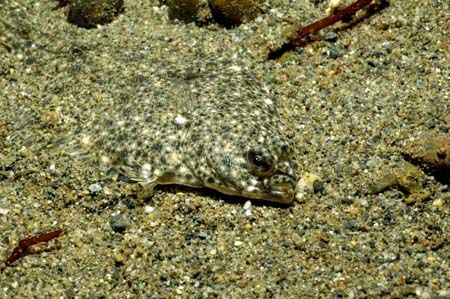 'Master of Camouflage' Owens Beach, Puget Sound, Washingt... by Greg Amptman 