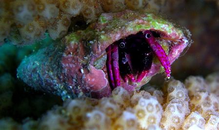 hermit crab, nikon coolpix 5900. by Elizabeth Chase 