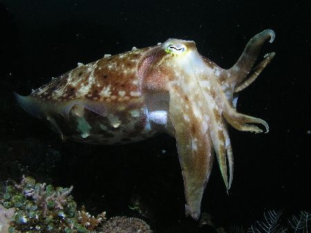 "Greetings Earthling" Olympus C5050/InonD180 Strobe. Was ... by Damien Preston 
