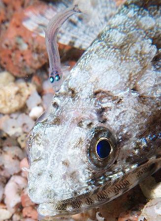 Taken at Sharksbay on a night dive with E300. by Nikki Van Veelen 