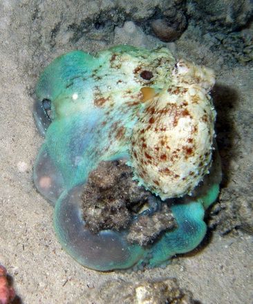 Octopus "smothering" a coral pinnacle, hoping a small fis... by Anel Van Veelen 