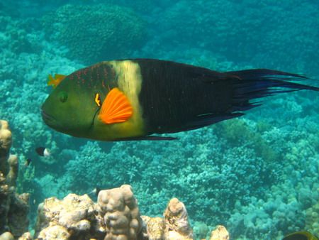 Broomtail wrasse on the move! by Mario Bortolotti 