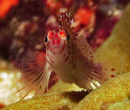 Taken at Similan Islands March 06 with Reefmaster DC 500 ... by Patrick Neumann 