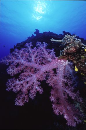 Soft Coral and sun burst by Richard Smith 
