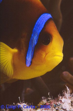Another clown fish!!!! Well they are so cute... Sharm El ... by Luigi Carta 