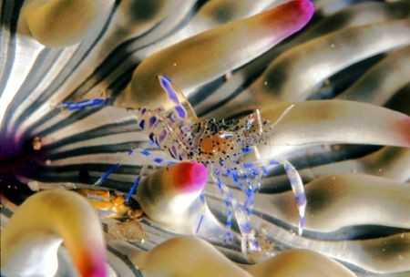 Nikon F80 with a 60mm Macro Lens. by Andy Kutsch 