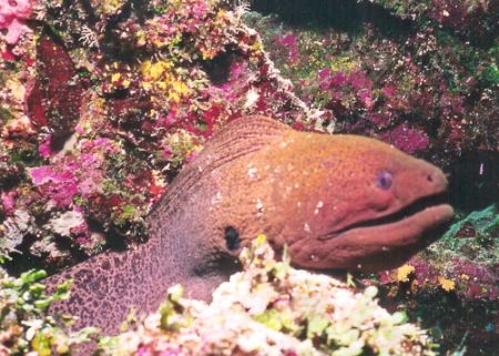 Tdhats A-Moray. Purple Wall, Matangi Island, Fiji. Nikono... by Marylin Batt 