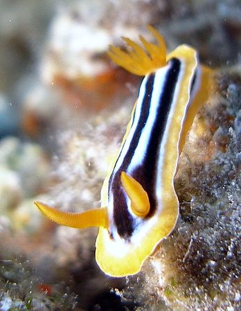 Nudi taken at Sharksbay, Olympus SP-350. by Anel Van Veelen 