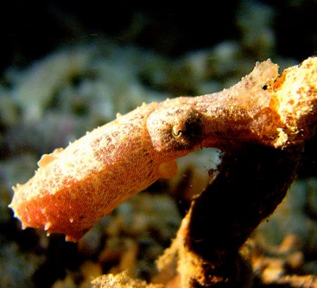 Night dive. Borneo. 2006. From the shape of the body, the... by Leigh Chapman 