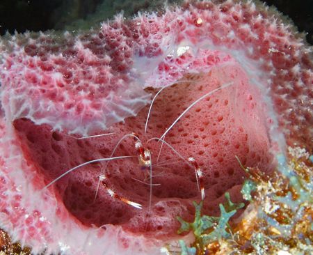 This Banded Coral Shrimp found a color coordinated home i... by Lee Marple 