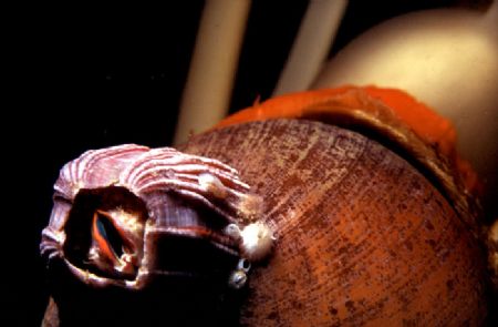 PIGGY BACK' Actually a barnacle growing on the back of a ... by Rick Tegeler 