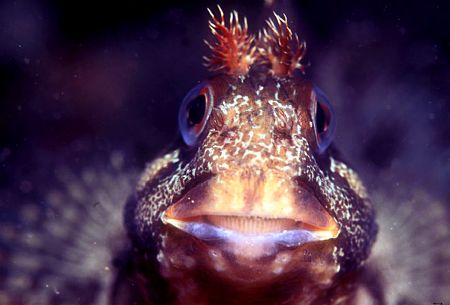 Blenny,f90x camera in aquatica housing,nikon 105 lens by José Silva 
