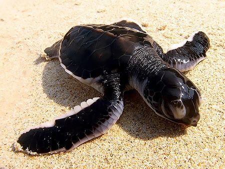 Sun Tanning! Taken In Tenggol Island, Malaysia With Canon... by Ed Eng 