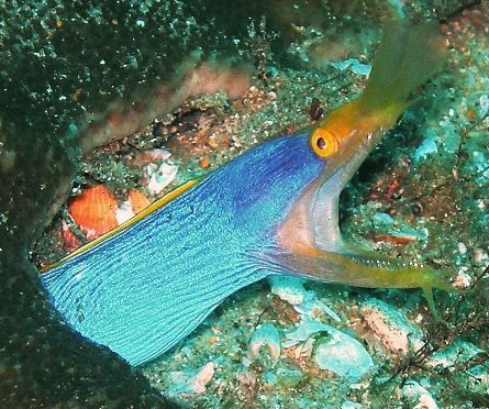 Ribbon Eel by Pam Love 