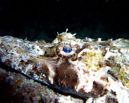 Crocodile fish. Borneo, 2006. Sea & Sea DX8000. Ikelite Y... by Leigh Chapman 