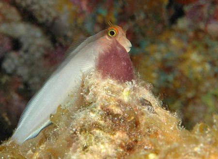 Cautiously curious. Grand Cayman. D70, 105 mm macro. by David Heidemann 