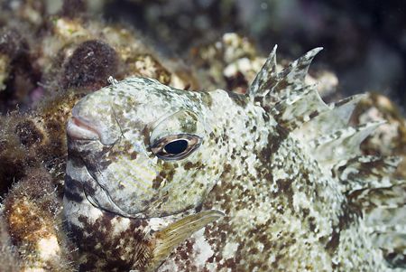 Rabbit fish on a night dive. 
D200, 60mm. by Derek Haslam 