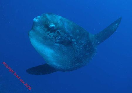 Wierd ..... The MOLA MOLA Nusa Penida BALI Olympus 7070 I... by Brad Cox 