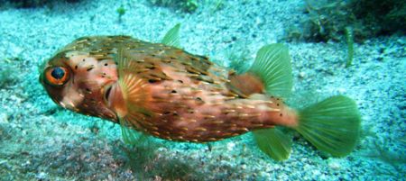 Ballonfish by Lora Tucker 