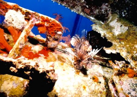 Lion Fish on wreck Gulf of Acaba,
Red Sea, Jordan. Nikon... by Marylin Batt 