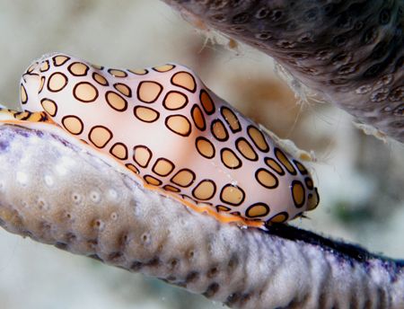 Flemingo Toungue & Friends. Cayman Brac. by Lee Marple 