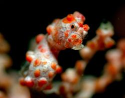 Pygmy with shrimp. Zoom in you see a shrimp at side of th... by Frankie Tsen 