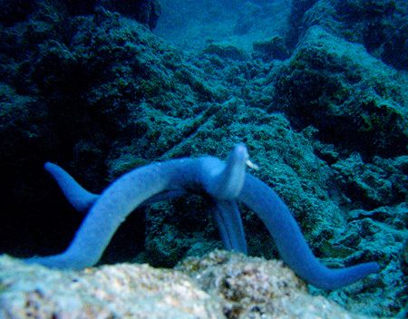 Blue Starfish Ballerina. Borneo. 2006. Sea and Sea DX8000... by Leigh Chapman 