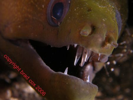 Oh My what big teeth you have Morey Bali Olympus 7070 by Brad Cox 