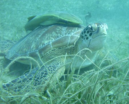 All Aboard!! Sea Turtle with Ramora by Lora Tucker 
