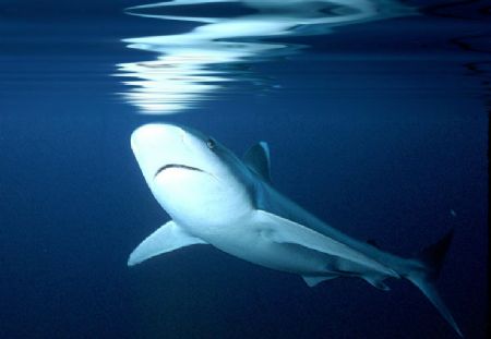 'CLEAR & PRESENT DANGER' Oceanic Silvertip. New Hanover I... by Rick Tegeler 