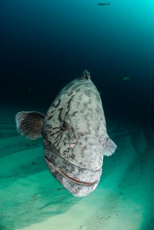 a movie star in the making- our potato bass are just sooo... by Fiona Ayerst 