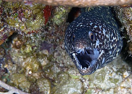 A spotty from Roatan. by Michael Shope 