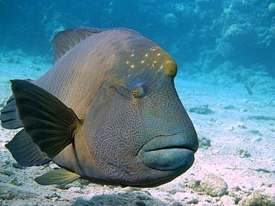 Friendly Napolean taken at Sharksbay with E300. by Nikki Van Veelen 