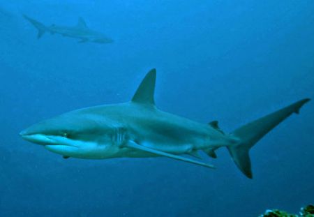 Silky Shark off Darwin's Arch in Galapagos....wide angle ... by Jeannette Howard 