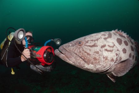 bass and video camera take each other in- sodwana bay OCt... by Fiona Ayerst 