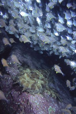 Bullseyes keeping their distance from a Wobbegong shark by Richard Smith 
