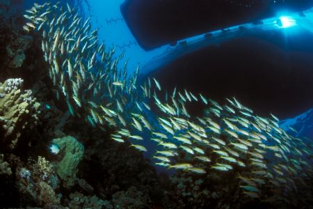 Red sea ,Nikon F90x in aquatica housing,fish-eye lens by José Silva 