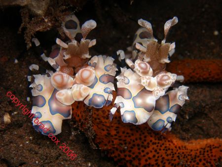 Double trouble ..... twin Harlequin Shrimp Bali Olympus 7070 by Brad Cox 