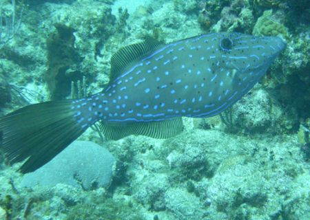 Filefish by Lora Tucker 