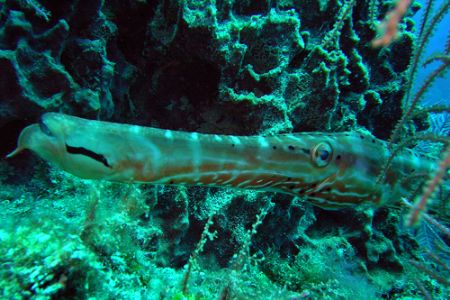 Trumpetfish, DX3000, Islamorada, Florida. by David Heidemann 