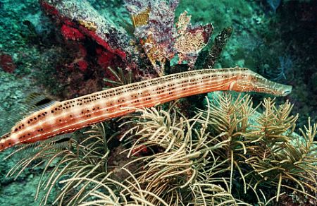 Trumpet on The Benwood Key Largo CIWA Nikonos 15mm dual S... by Michael Salcito 