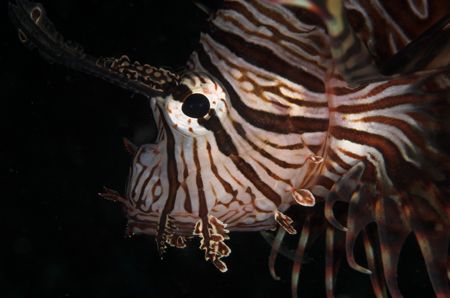 Lionfish portrait - Lembeh. D70, 105mm & twin DS50s. by Simon Pickering 
