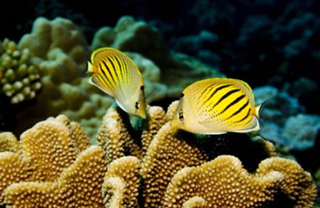 Dot & Dash Butterflyfish photographed at Miri Miri divesi... by Allan Vandeford 