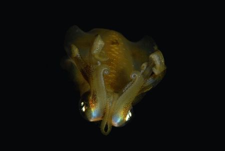During a night dive in the Bunaken Marine Park i met this... by Nicolò Lamberti 