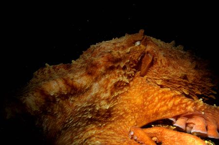 'Giant Pacific Octopus' Day Island Wall, Puget Sound, Was... by Greg Amptman 