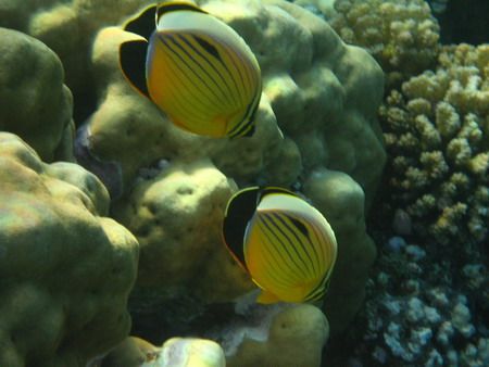 A pair of Exquisite butterflyfish. by Mario Bortolotti 