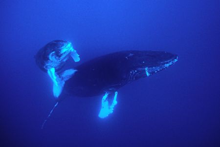 Humpback whale mother and calf,Revillagigedo Is.,Nikon F9... by José Silva 